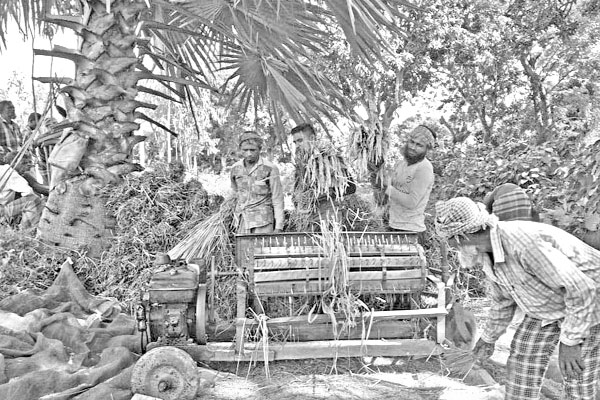আগাম ধান কাটা ও মাড়াই চলছে দিনাজপুরে
