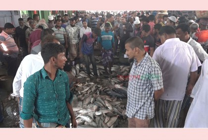 ইলিশে সয়লাব বরিশাল মোকাম, কমেছে দাম