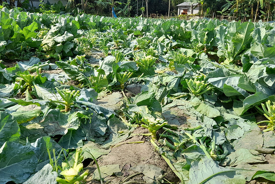 দুর্বৃত্তের হানায় ২০ শতক জমির ফুলকপি বিনষ্ট