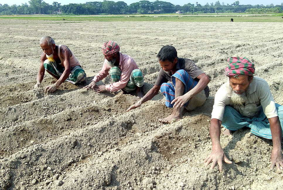 বগুড়ায় আলু চাষে ব্যস্ত কৃষকরা  