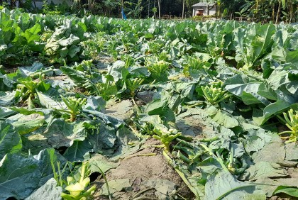 দুর্বৃত্তের হানায় ২০ শতক জমির ফুলকপি বিনষ্ট