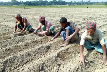 বগুড়ায় আলু চাষে ব্যস্ত কৃষকরা  