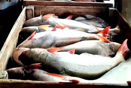 চাঁদপুরের পদ্মায় ধরা পড়ছে ইলিশ-পাঙ্গাস
