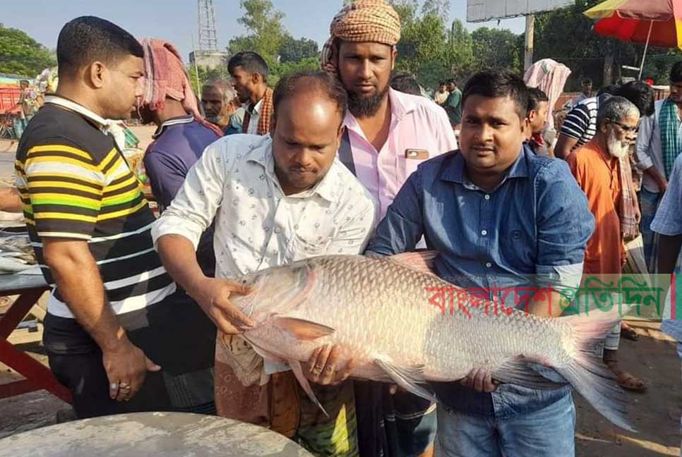পদ্মায় ধরা পড়ল ২০ কেজির কাতল মাছ

