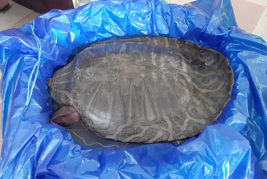 নাটোরে ২৪ কেজি ওজনের বিরল প্রজাতির কচ্ছপ উদ্ধার