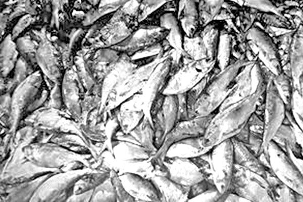 মাছঘাটে পচা ইলিশ, ক্রেতারা হতাশ