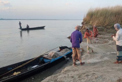 কুড়িগ্রামে ব্রহ্মপুত্র নদেও ধরা পড়ছে ইলিশ 

