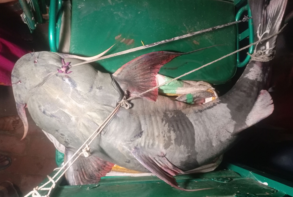 বড়শিতে আটকালো ৬২ কেজির বাঘাইড়, লাখ টাকায় বিক্রি