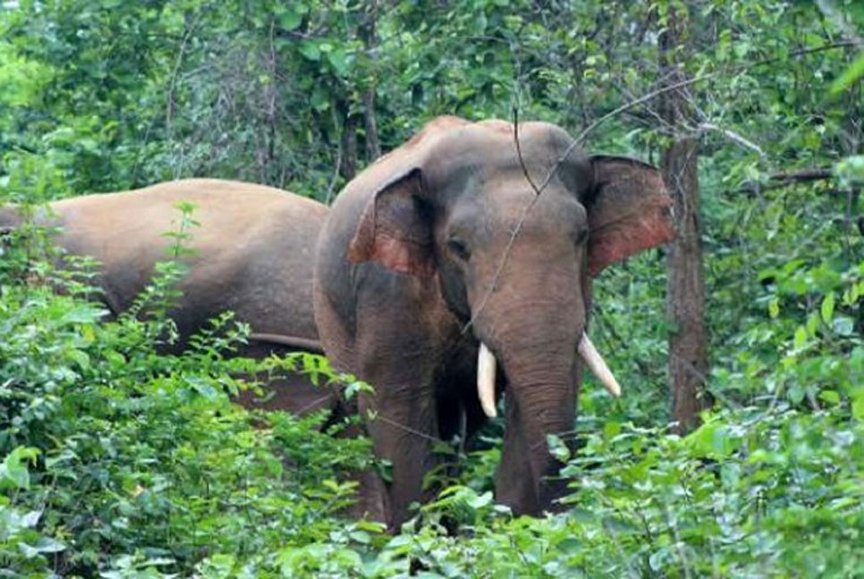 লামায় একদল বন্য হাতির আক্রমণে ২ জনের মৃত্যু