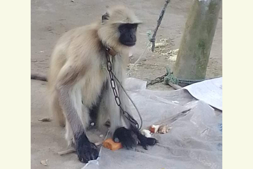 পঞ্চগড়ে লোকালয়ে হনুমান 