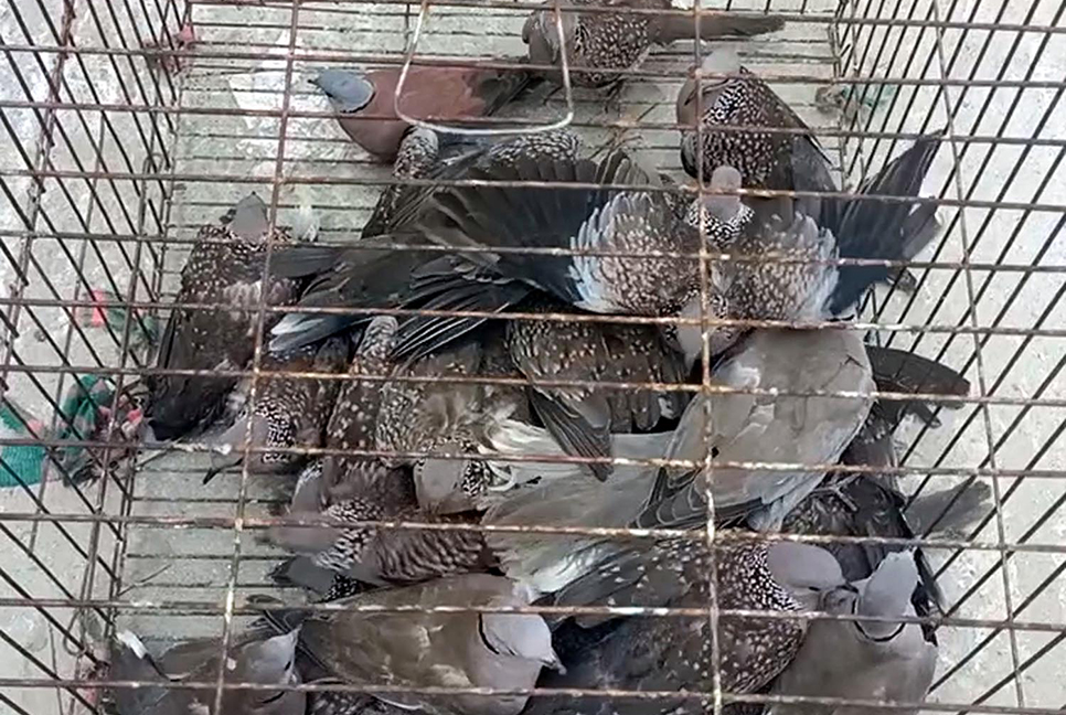 কুয়াকাটায় পাখি অবমুক্ত 