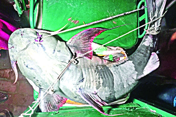 চিলমারীর জেলের বড়শিতে ৬২ কেজির বাঘাইড়