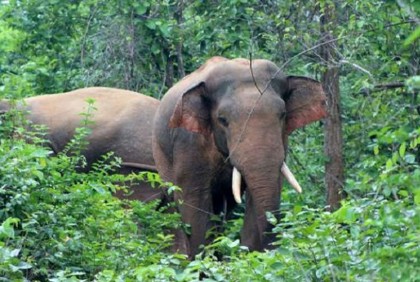 লামায় একদল বন্য হাতির আক্রমণে ২ জনের মৃত্যু