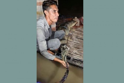 পদ্মায় জেলের জালে ধরা পড়ল বিশাল আকৃতির কুমির 