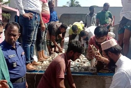 কলাপাড়ায় জাটকা জব্দ