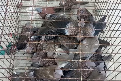 কুয়াকাটায় পাখি অবমুক্ত 