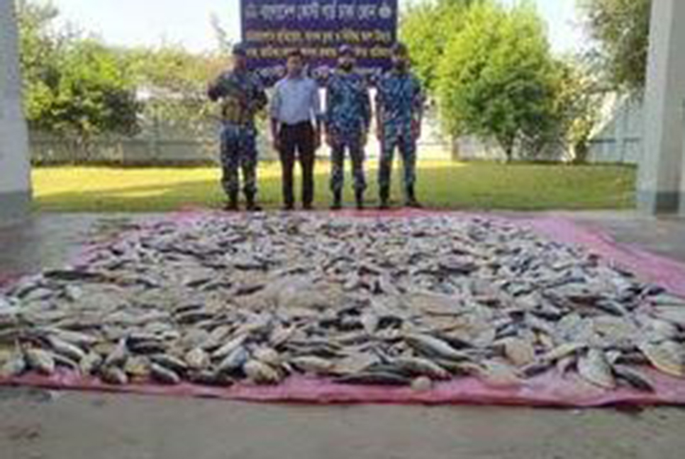 চাঁদপুরে ৬০০ কেজি জাটকা জব্দ 