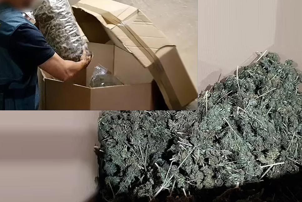 স্পেনে ৩২ টন গাঁজার চালান জব্দ