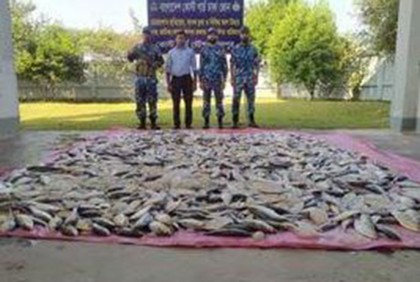 চাঁদপুরে ৬০০ কেজি জাটকা জব্দ 