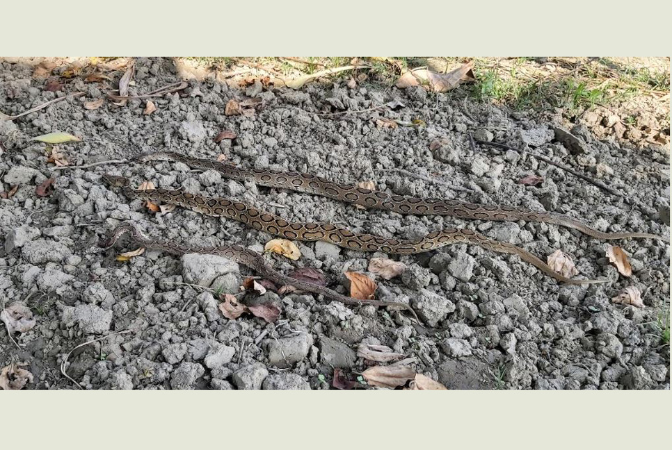 চরভদ্রাসনে ধানক্ষেতে রাসেল ভাইপার, মারা হলো পিটিয়ে
