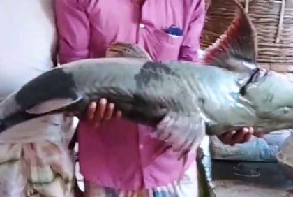 ব্রহ্মপুত্র নদে জেলের জালে ৩৫ কেজির বাঘাইড়