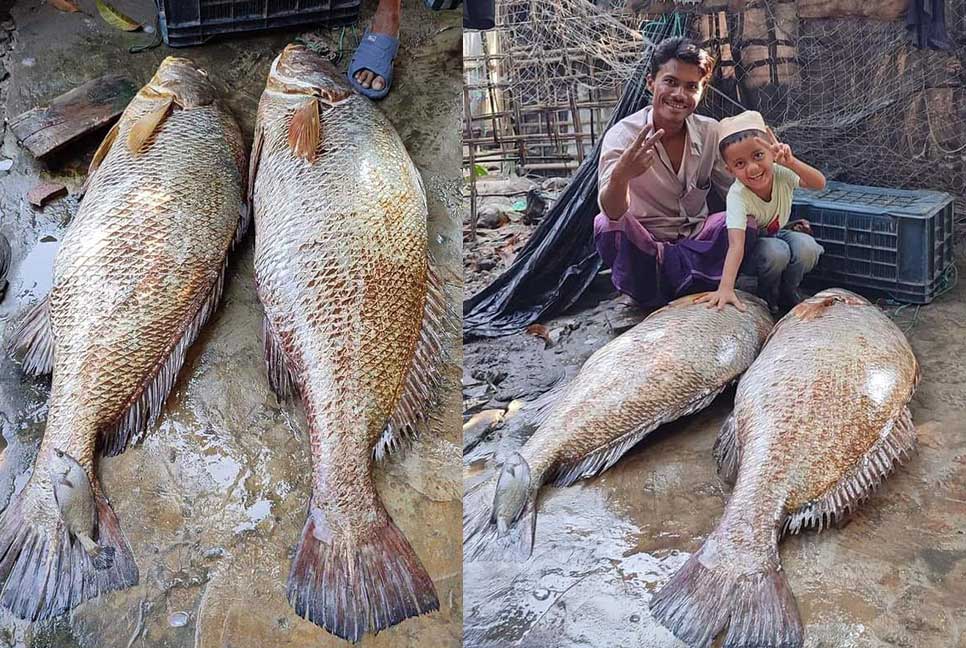 জেলের বড়শিতে ধরা পড়লো ৩৪ কেজির ২টি কোরাল মাছ

