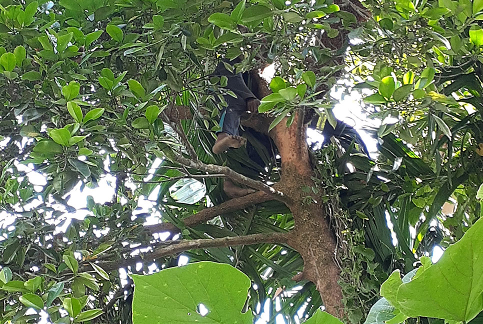 মৌচাকের মধু সংগ্রহ করতে
গিয়ে মৃত্যু