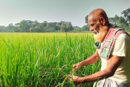 গলাচিপায় ধানের চিটায় চিন্তিত কৃষক