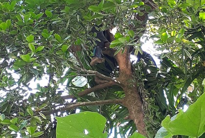 মৌচাকের মধু সংগ্রহ করতে
গিয়ে মৃত্যু