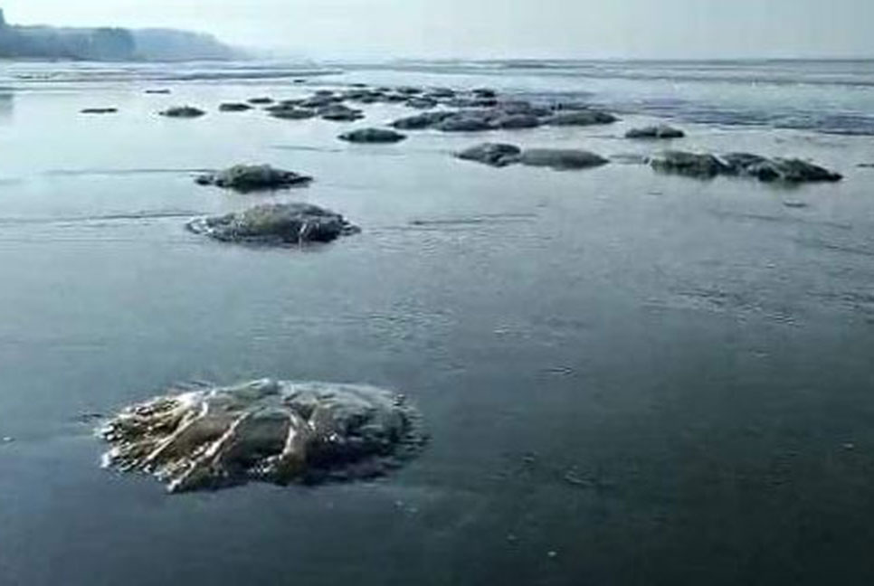কক্সবাজার সৈকতে ভেসে এলো শত শত মৃত জেলিফিশ 