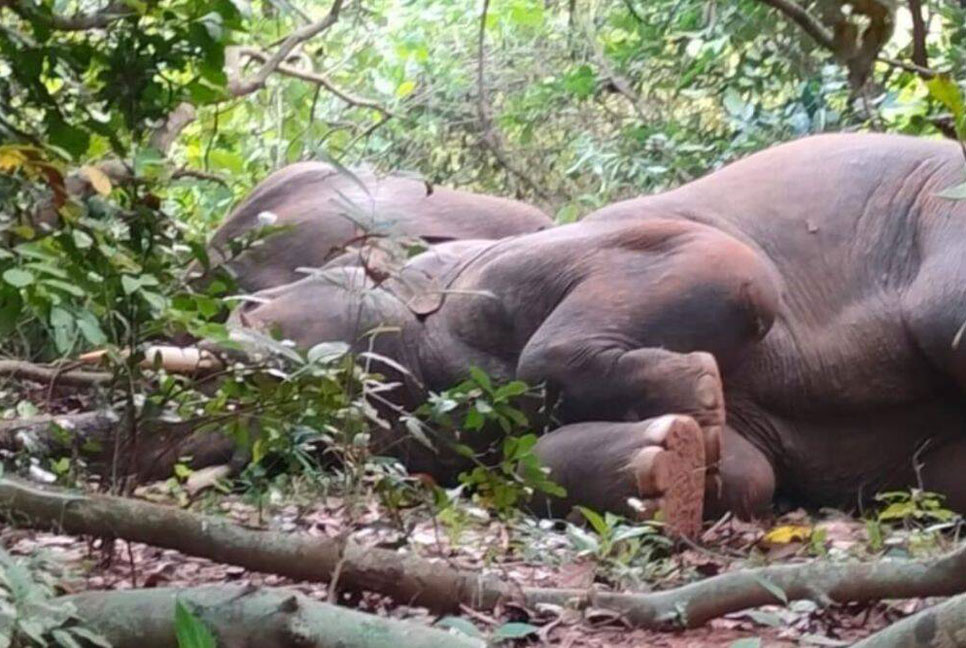 মহুয়া খেয়ে মাতাল, ঢাকঢোল পিটিয়ে জাগাতে হলো হাতির পাল! 