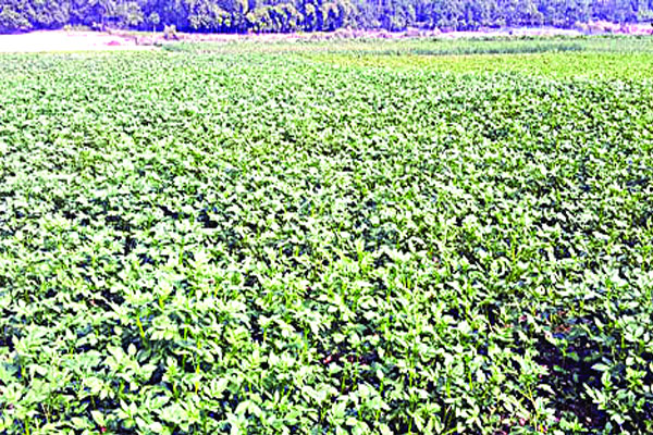 সার সংকটে আলুর আবাদ ব্যাহতের শঙ্কা
