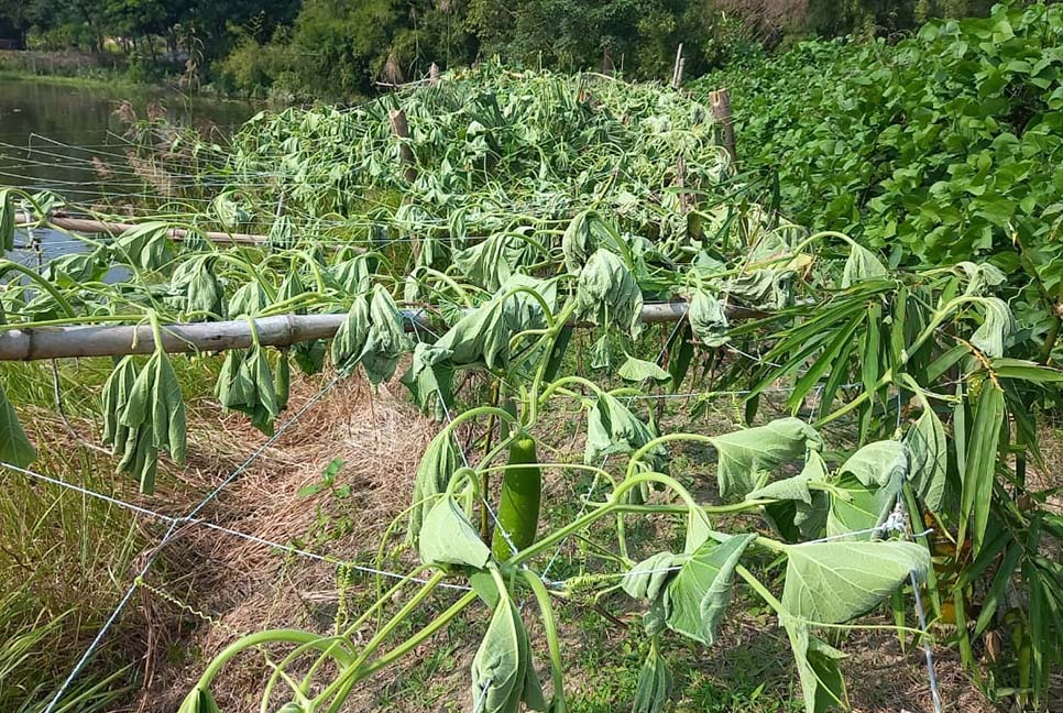 সবজি বাগানের সাথে শত্রুতা!