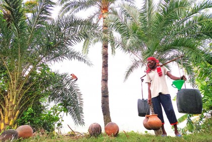 সিংড়ায় খেজুর গাছ পরিচর্যায় ব্যস্ত গাছিরা
