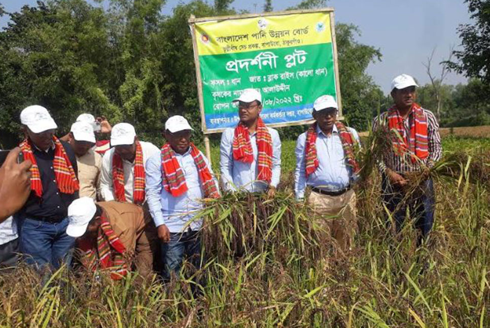 ঠাকুরগাঁওয়ে কালো ধান চাষে পানি উন্নয়ন বোর্ডর চমক