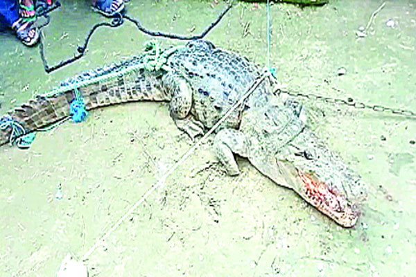 পুকুরে ৮ ফুট লম্বা কুমির