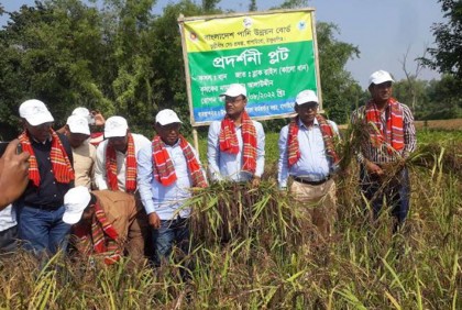 ঠাকুরগাঁওয়ে কালো ধান চাষে পানি উন্নয়ন বোর্ডর চমক