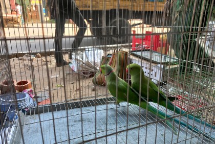 কালিয়াকৈরে বিক্রি হচ্ছে দেশীয় জাতের পাখি