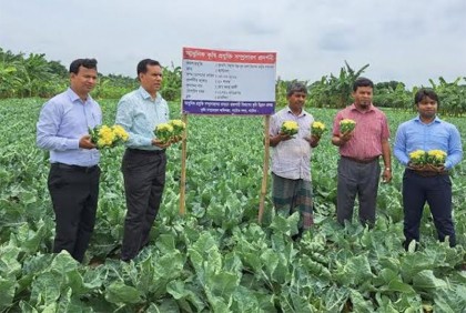 নাটোরে শত টন গ্রীষ্মকালীন ফুলকপি উৎপাদন