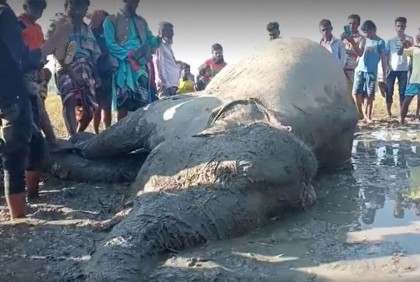 কলমাকান্দা সীমান্তে ধান খেতে এসে ভারতীয় বন্যহাতির মৃত্যু