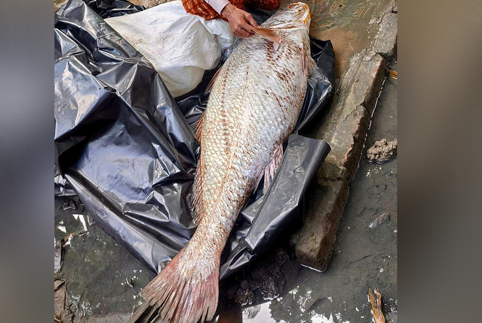 ২৩ কেজির পোপা মাছের দাম ৮৫ হাজার টাকা