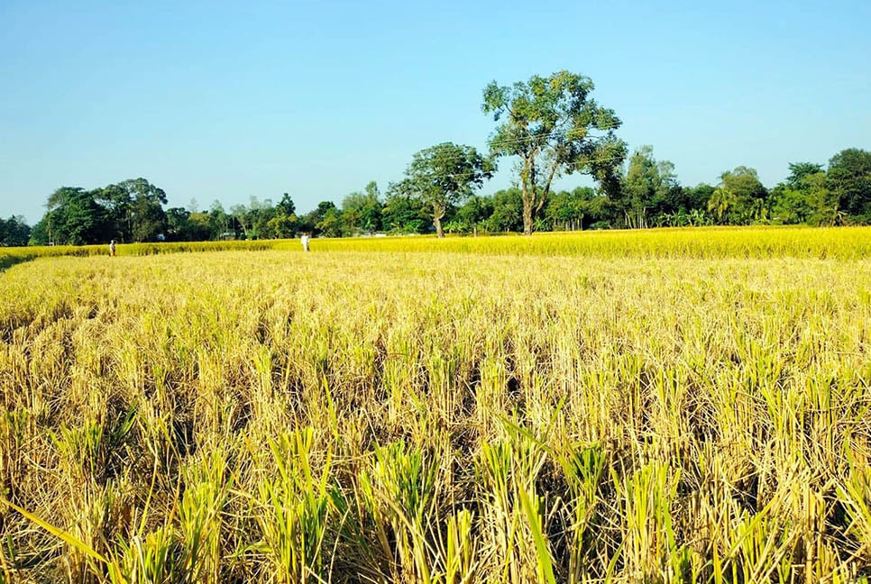 কৃষকের পাকা ধান কেটে নেয়ার অভিযোগে ছাত্রলীগ নেতা গ্রেফতার