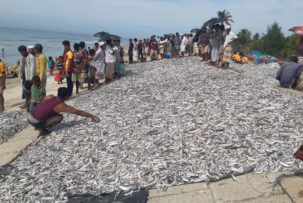 টেকনাফে এক জালে ধরা পড়ল ৯ লাখ টাকার মাছ