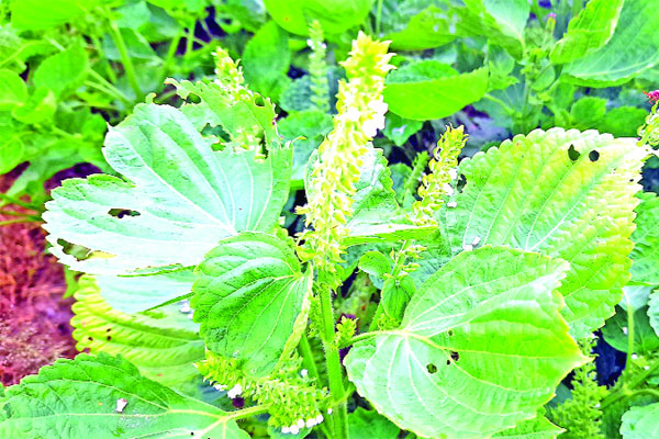 পেরিলায় ভাগ্য বদলের হাতছানি