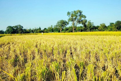 কৃষকের পাকা ধান কেটে নেয়ার অভিযোগে ছাত্রলীগ নেতা গ্রেফতার