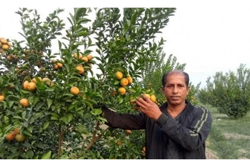 সমতলে কমলা চাষে সফল জাকির