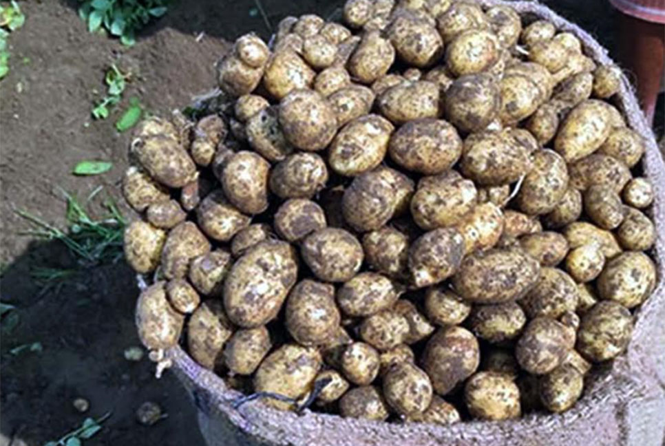 হাকিমপুরে নতুন আলুর দাম কমছে
