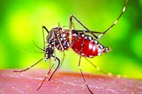 ডেঙ্গুতে আরও ছয় জনের মৃত্যু