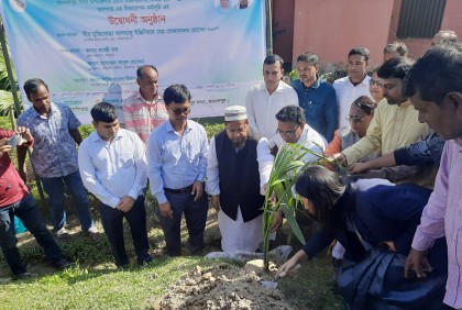 জামালপুরে তাল গাছের চারা রোপন