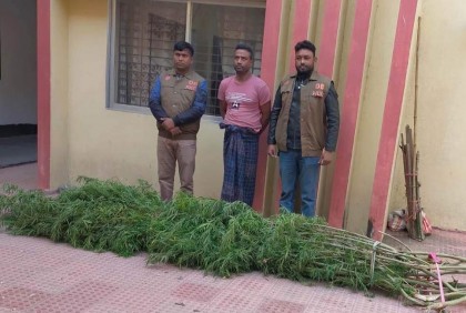 বাড়ির আঙিনায় গাঁজা চাষ, পুলিশের হাতে আটক